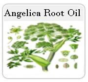 Anelica Root Oil