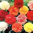 Flowers Oils Manufacturers