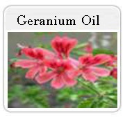 Geranium Essential oil